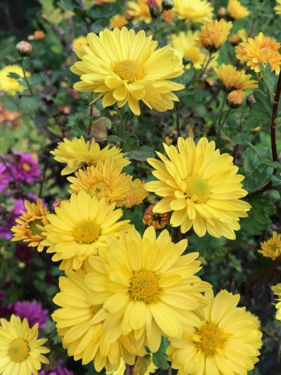 Hoo House Nursery - Chrysanthemum 'Cottage Lemon'